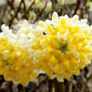 Edgeworthia chrysantha Image 2