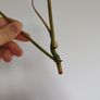 Philodendron Polypodioides Image 3