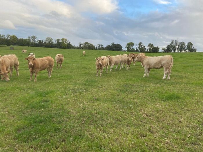 Cattle