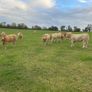 Cattle Image 3