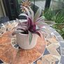 Tradescantia Spathcea plant Image 2