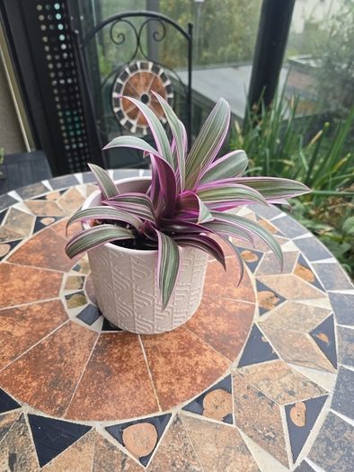 Tradescantia Spathcea plant