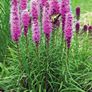 plants Image 3