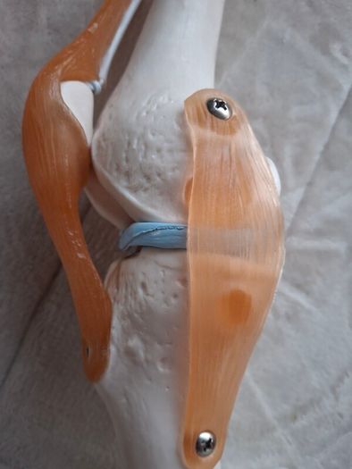 Life Size Flexible Knee Joint Anatomical Model Skelton Functional Ligament Medical Model in Perfect Condition