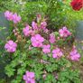 plants Image 2