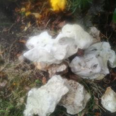 White holey rock stone