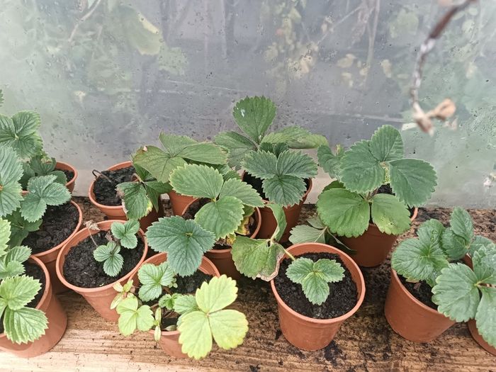 Many Strawberry Plants