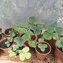 Many Strawberry Plants Image 2