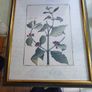 Vintage Custom Framed Botanical Illustration Print Coffee Tree Image 3