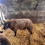 Super pedigree 5 star rams for sale Image 3