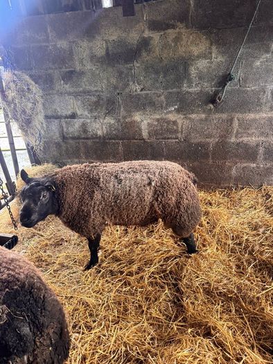 Super pedigree 5 star rams for sale