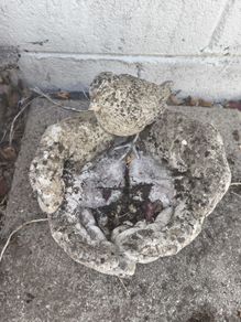 Bird Bath