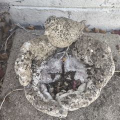 Bird Bath