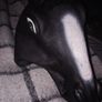 Horse Mask Image 3