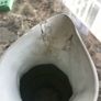 Four seasons Parian jug Image 5