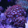 Marine Fish Tank Image 7