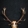 Antlers Image 10