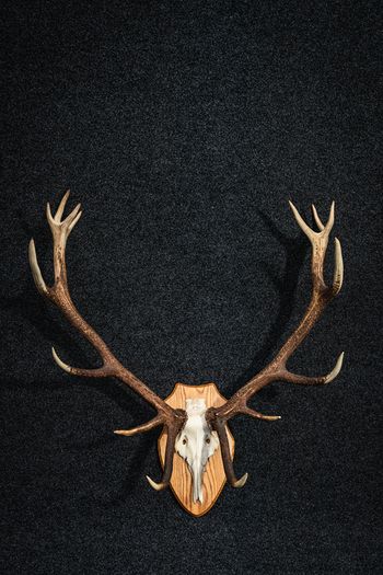 Antlers