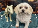 dog grooming Image 5