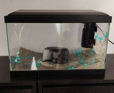 Small fish tank