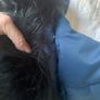 Uk12 Dark blue DARE2B ski jacket Image 3