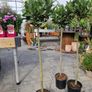 Bay tree Image 9