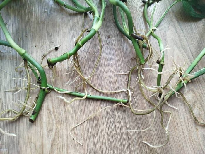 Monsters Adansonii plant
