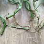 Monsters Adansonii plant Image 5