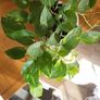 Epipremnum Aureum planter Image 4