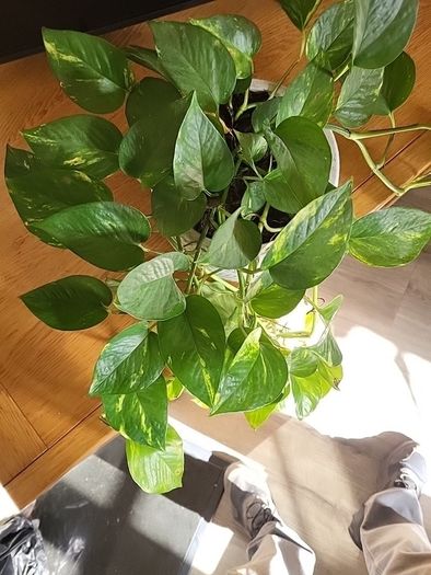 Epipremnum Aureum planter