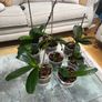 Orchids plants x8 Image 2