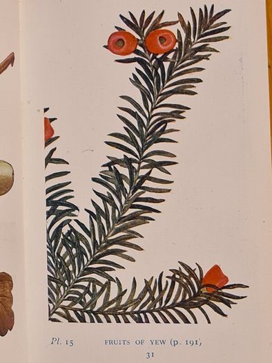 .The Observers Book Of TRRES & shrubs Of The British ISLES. 240 PAGES POCKET SIZE.