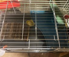 rabbit hutch