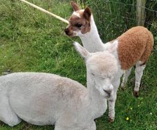 Alpacas