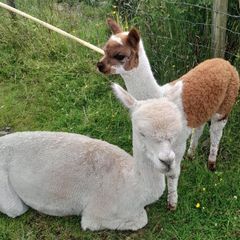 Alpacas