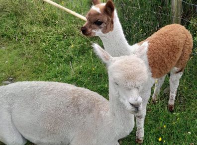 Alpacas