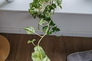Manjula Pothos (Epipremnum aureum 'Manjula')
