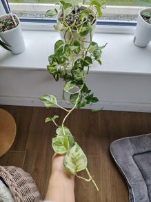 Manjula Pothos (Epipremnum aureum 'Manjula')