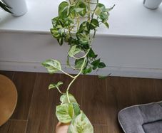 Manjula Pothos (Epipremnum aureum 'Manjula')