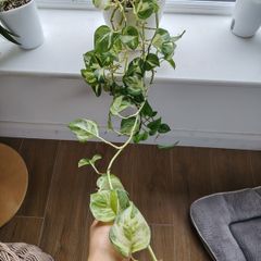 Manjula Pothos (Epipremnum aureum 'Manjula')