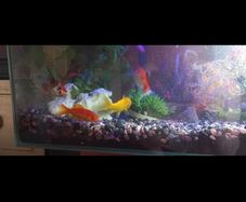 Brand  Hagen  Material  Glass  Tank volume  23 Litres  Special features  Lightweight  Item weight  23.16 Pounds  Specific uses for product  Indoor  6-sided, 6-gallon sealed glass aquarium  Powerful, easy-to-use Edge filter with Cycleguard  Includes Nutraf