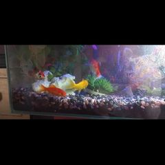 Brand  Hagen  Material  Glass  Tank volume  23 Litres  Special features  Lightweight  Item weight  23.16 Pounds  Specific uses for product  Indoor  6-sided, 6-gallon sealed glass aquarium  Powerful, easy-to-use Edge filter with Cycleguard  Includes Nutraf