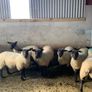 Suffolk - Cheviot Ewe Lambs breed from Scotch mule Image 4