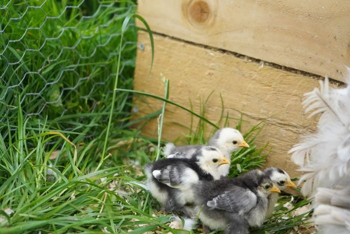 Chicks