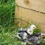 Chicks Image 5