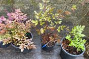 astilbe - pink white and red varieties
