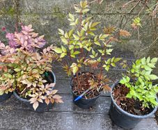 astilbe - pink white and red varieties