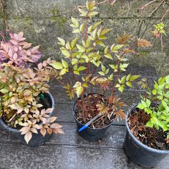 astilbe - pink white and red varieties