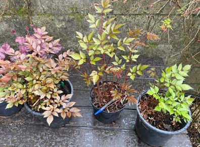 astilbe - pink white and red varieties