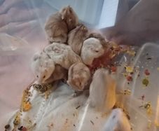 Free Hamsters for a good home